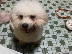 -瑞派旺宝宠物医院·犬猫全科综合·尿道专科(莲兴院)