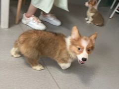 -我爱猫咪·猫咖·狗咖·安哥拉兔·羊驼咖(小寨华旗店)