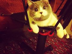 -纳吉亚猫专科动物诊疗中心(蒋宅口分院)