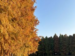 -上海海湾国家森林公园