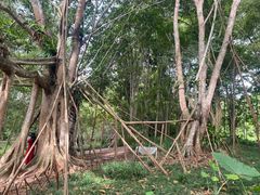 -中国科学院西双版纳热带植物园