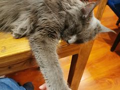 -猫小院猫主题咖啡厅(北锣店)