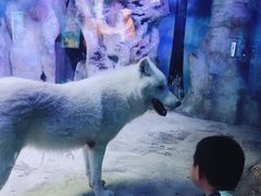 -芜湖新华联大白鲸海洋公园