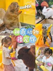 -神奇动物撸宠馆·羊驼·小浣熊·异宠(豫园店)