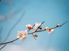 -梅花山(明孝陵内)