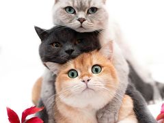 -北京京卫宠物寄养训练中心