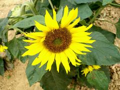 -松山湖梦幻百花洲