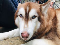 -TrueLove @ Neverland (Husky Cafe)