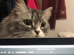 -纳吉亚猫专科动物医院·北北分院