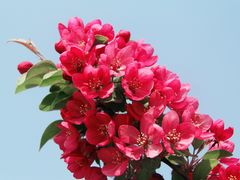 -海棠花溪(元大都城垣遗址公园)