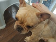 -柯斗斗主题餐厅·狗咖·围炉煮茶·茶饮(国瑞升平里店)