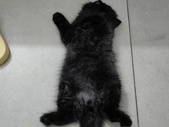 -瑞派罗医生宠物诊所(古镇分所)