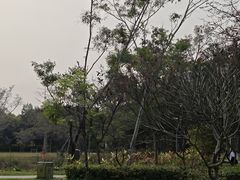 -福田红树林生态公园
