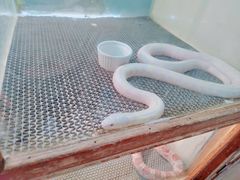 -上海大自然野生昆虫馆(东方明珠·爬宠昆虫探索中心)