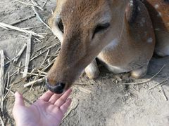 -鹿境梅花鹿生态园区
