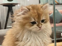 -袖虎·猫馆(体育西路店)