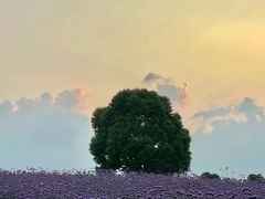 -花博汇(知音花月夜)