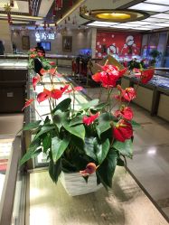 -中国黄金(北京旗舰店)