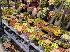 -大自然花鸟鱼虫市场