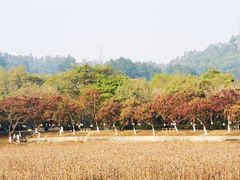 -番禺大夫山森林公园
