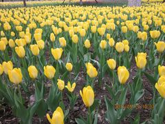 郁金香-长春公园(普阳街道)