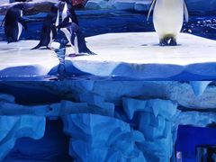 -上海海昌海洋公园