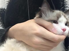 -猫大福·Fortune Cat猫舍(百子湾店)