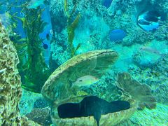 -芜湖新华联大白鲸海洋公园