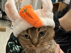 -心仪动物医院·牙专科·肿瘤·心脏科(西客站院)