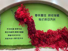 -荷兰花海