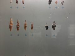 -青岛贝壳博物馆