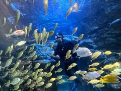 -太平洋海底世界