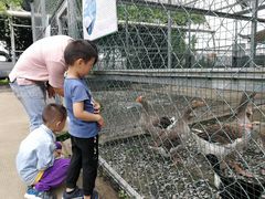 -米果果小镇