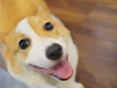 -柯斗斗主题餐厅·狗咖·围炉煮茶·茶饮(国瑞升平里店)