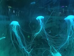 -苏州海洋馆