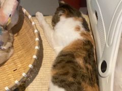-平行世界·猫咖(首经贸店)