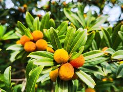 -宝岩生态观光园