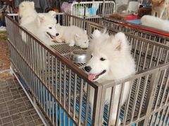 -中环花鸟鱼虫市场
