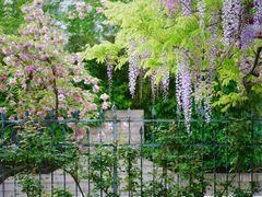 -嘉定紫藤园