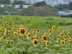 -光明小镇欢乐田园