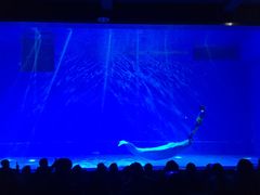 -芜湖新华联大白鲸海洋公园