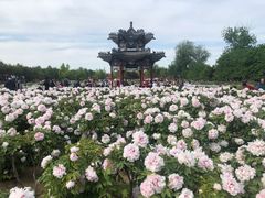 -曹州牡丹园