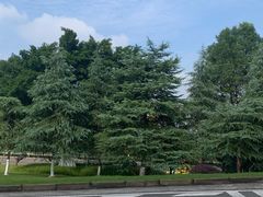 -铁山坪森林公园