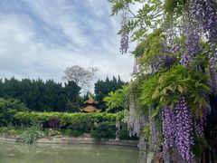 -嘉定紫藤园