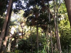 -墨尔本皇家植物园