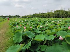-嘉北郊野公园
