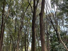 -苏州上方山国家森林公园