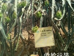 -北戴河集发农业梦想王国