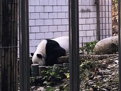-武汉动物园