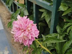 -洛阳市隋唐城遗址植物园